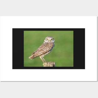 Burrowing Owl Posters and Art